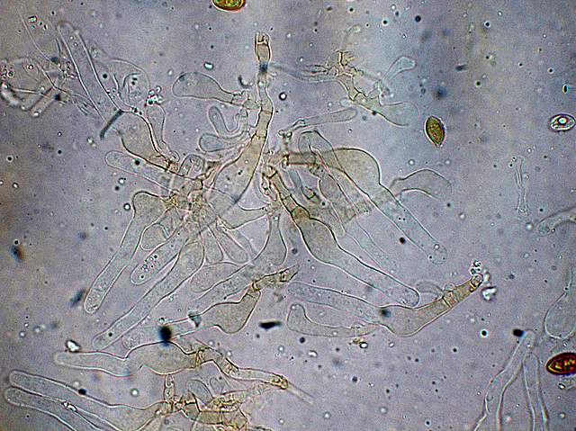 Galerina spec.  Cod.: 1915-07